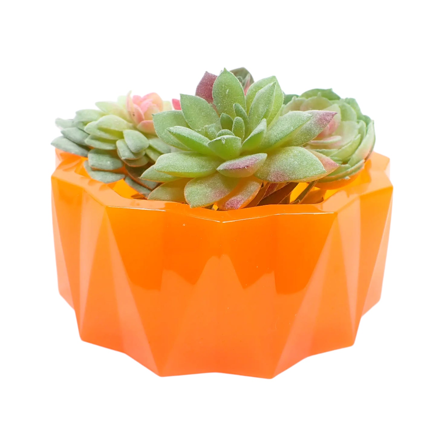 Image of the large handmade neon orange resin decorative bowl with some small fake succulent display plants in it to show how it would look as a planter pot.