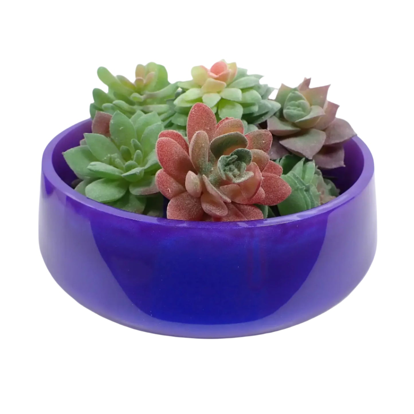 Side view of the handmade iridescent purple blue decorative bowl with some fake succulents in it to show how it would look as a succulent planter pot.