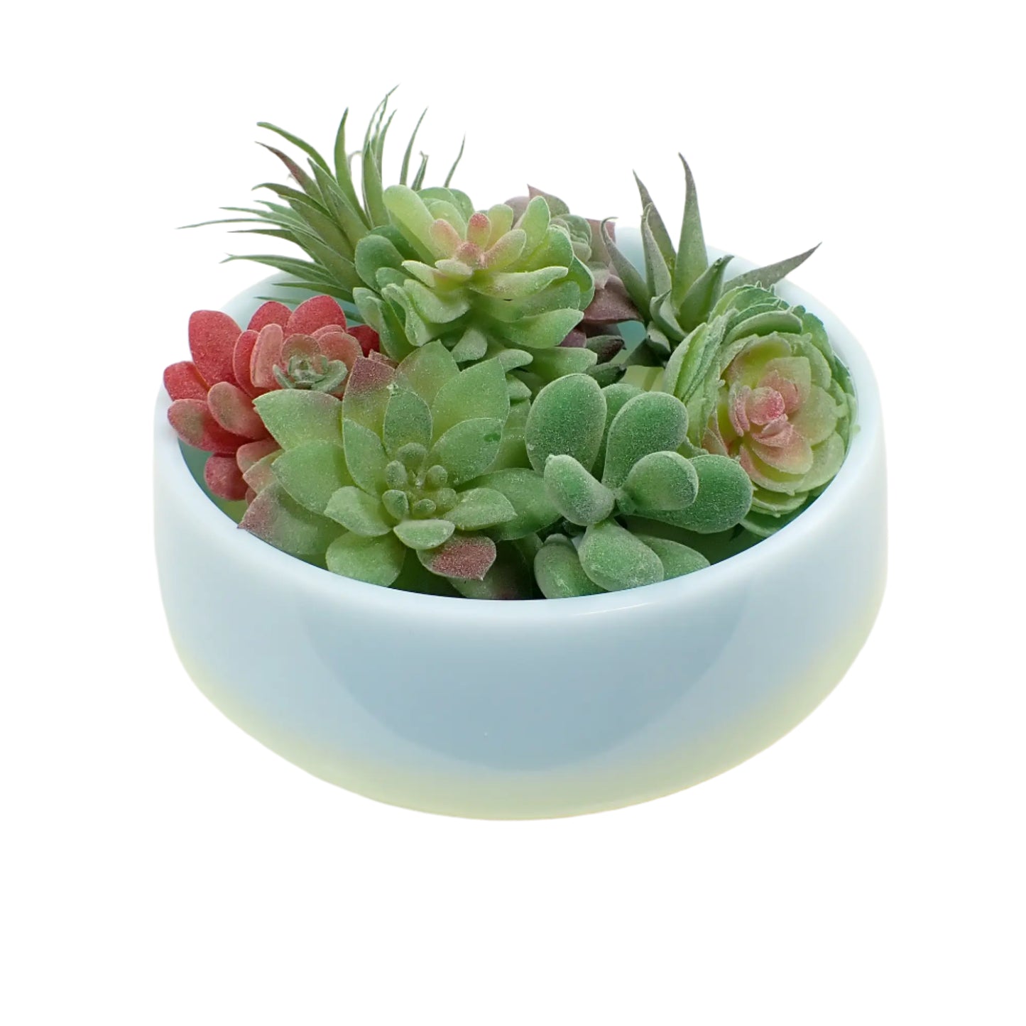 Photo showing how the large handmade resin bowl would look with small succulents in it. 